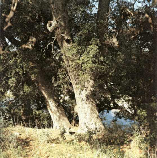 Kimble Court Oaks-1969